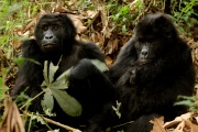 Gorily Kahuzi-Biéga
